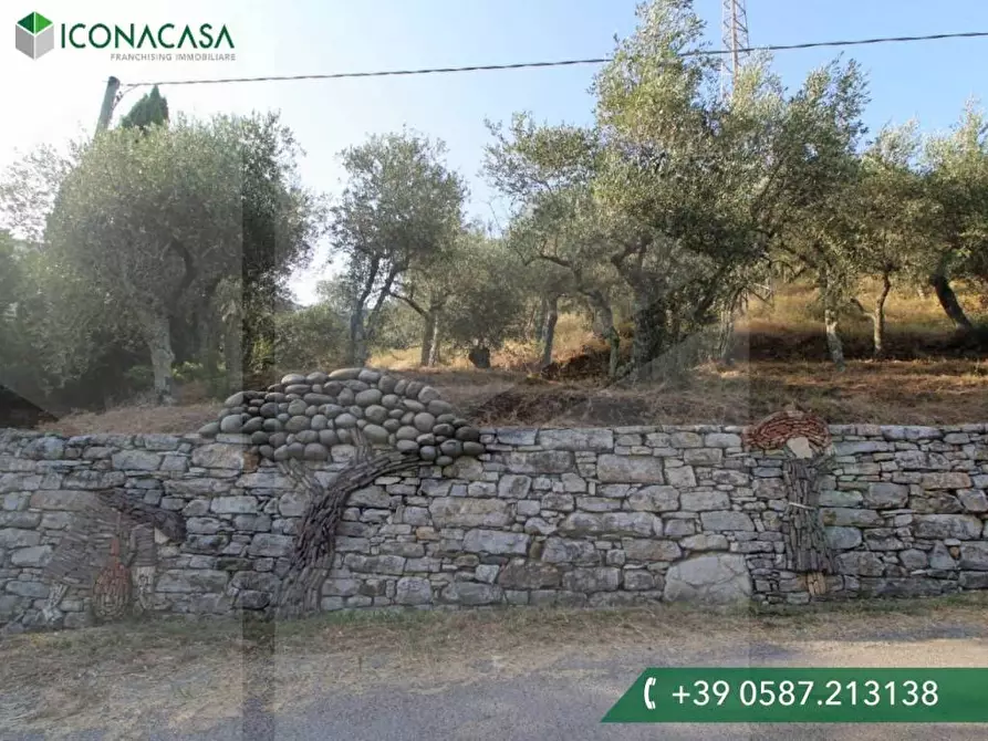 terreno agricolo in vendita a Buti