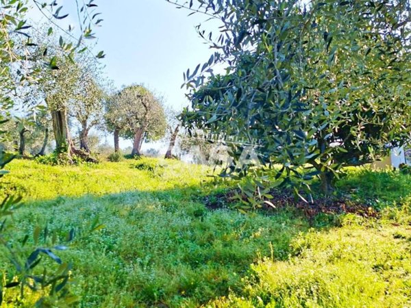 terreno agricolo in vendita a Buti
