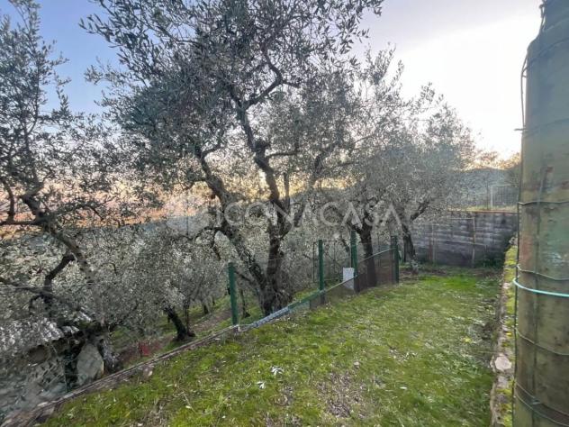 terreno agricolo in vendita a Buti