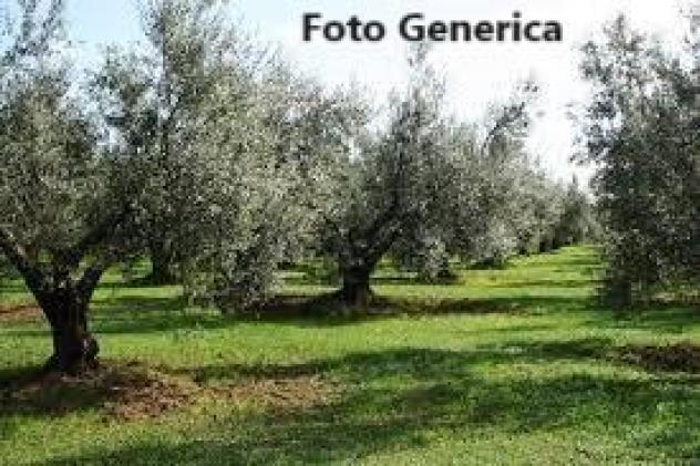 terreno agricolo in vendita a Buti