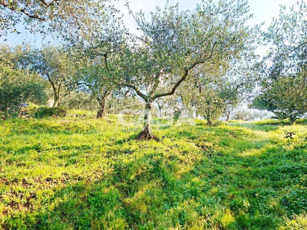 terreno in vendita a Buti in zona La croce