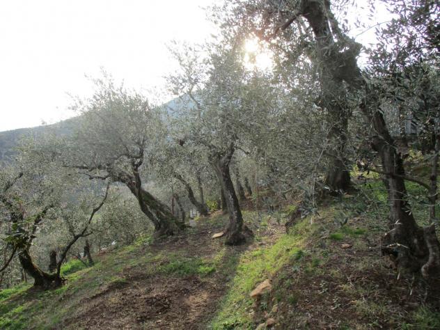 terreno in vendita a Buti
