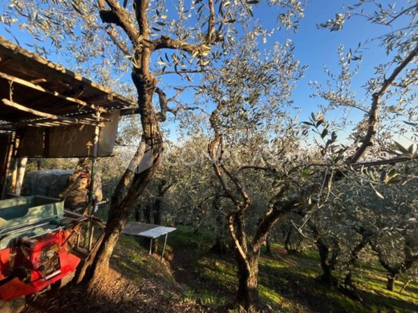 terreno agricolo in vendita a Buti in zona La croce