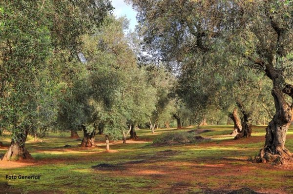 terreno in vendita a Buti in zona La croce