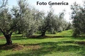 terreno agricolo in vendita a Buti in zona La croce