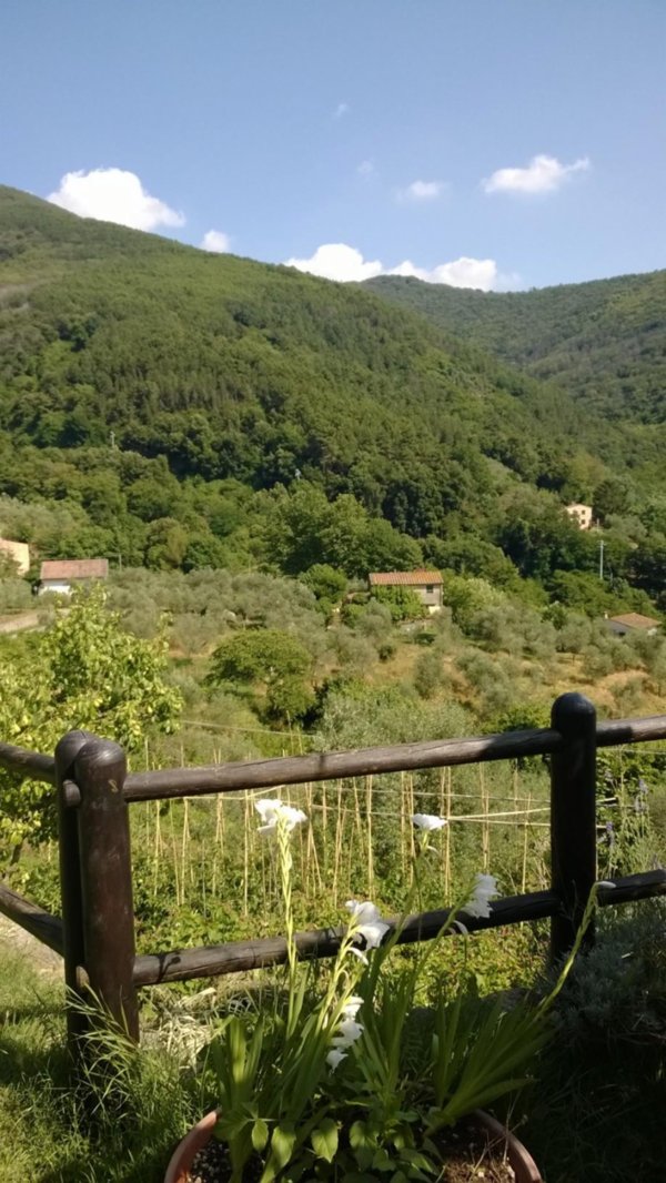 terreno agricolo in vendita a Calci in zona Tre Colli