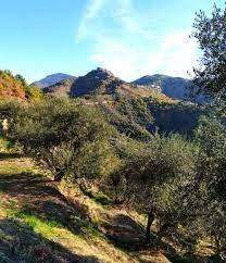 terreno agricolo in vendita a Calci