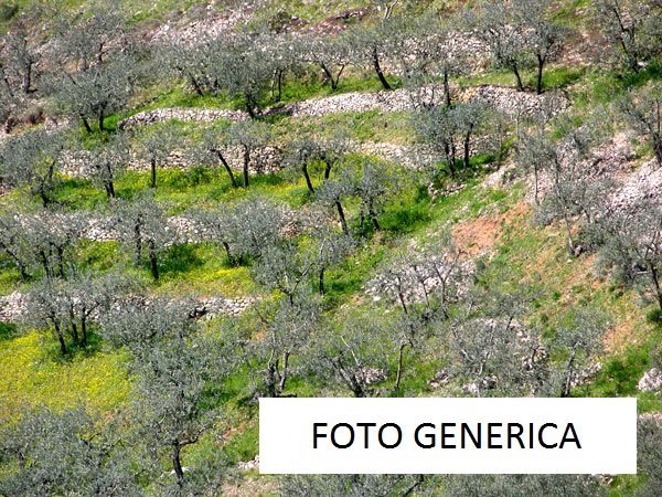 terreno agricolo in vendita a Calci