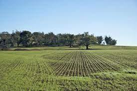 terreno agricolo in vendita a Calci