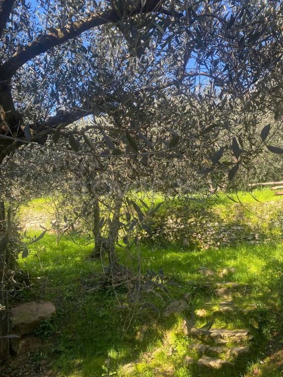 terreno agricolo in vendita a Calci