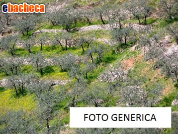 terreno agricolo in vendita a Calci