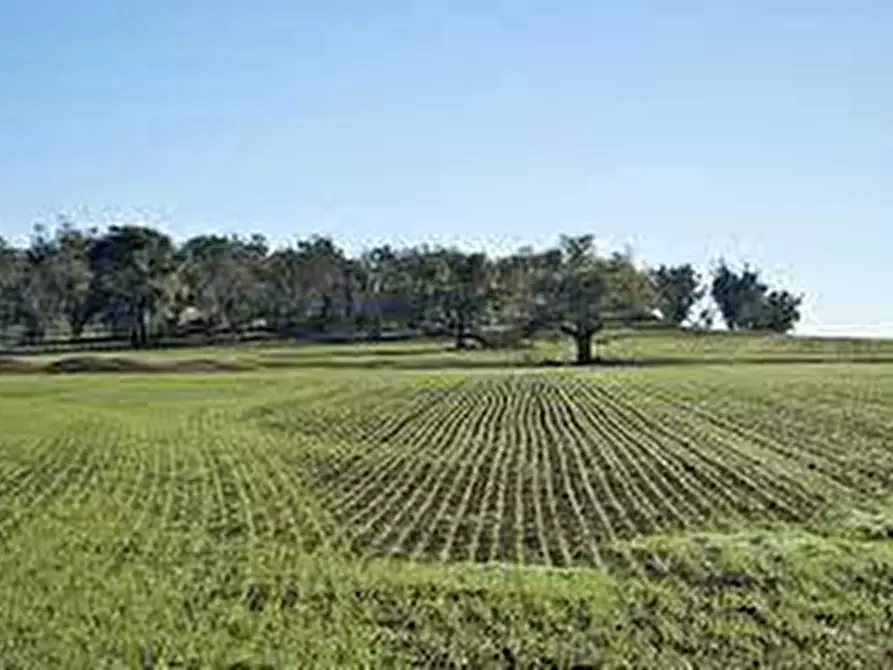 terreno agricolo in vendita a Calci