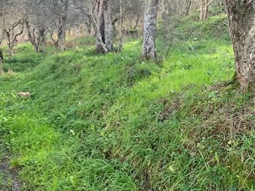 immagine annuncio 0 di 1