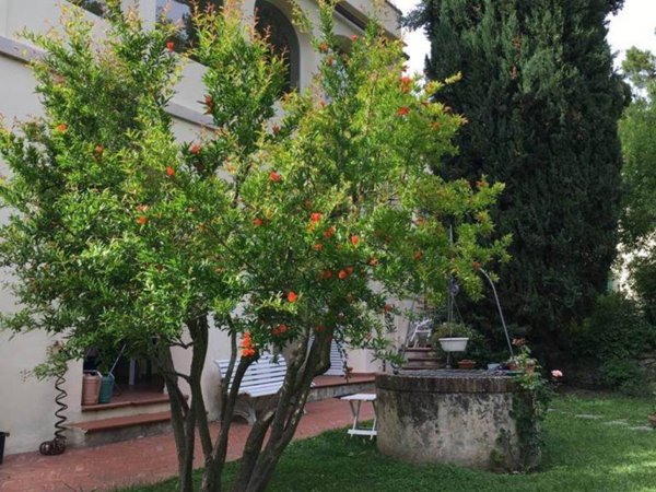 casa indipendente in vendita a Calci in zona Villa