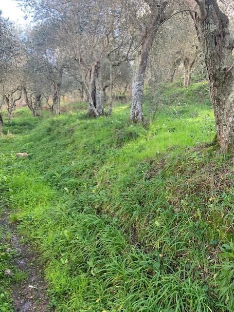 terreno agricolo in vendita a Calci