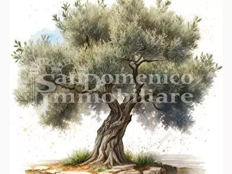 terreno agricolo in vendita a Calci