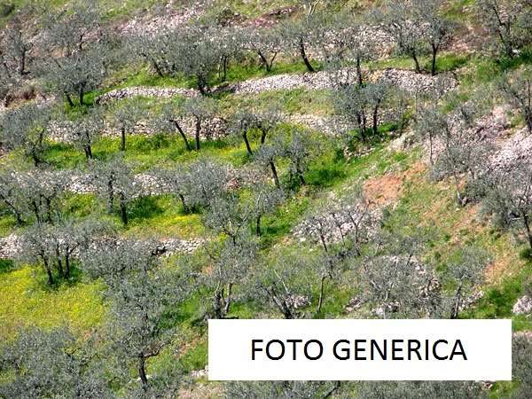 terreno in vendita a Calci in zona Villa