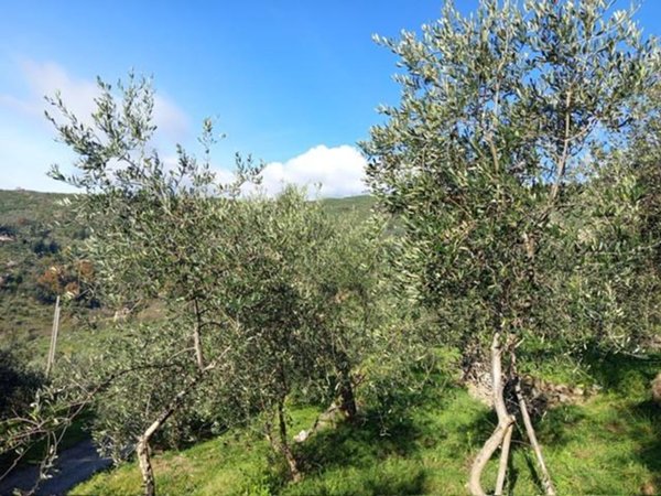 terreno agricolo in vendita a Calci in zona Montemagno