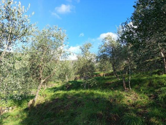 terreno agricolo in vendita a Calci in zona Montemagno
