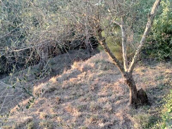 terreno in vendita a Calci in zona Villa
