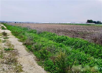 terreno agricolo in vendita a Calcinaia