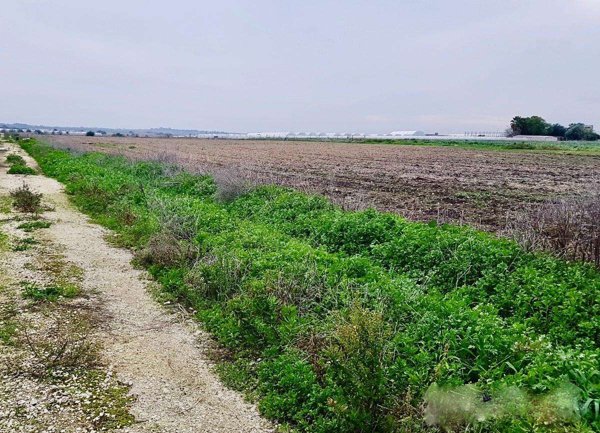 terreno agricolo in vendita a Calcinaia