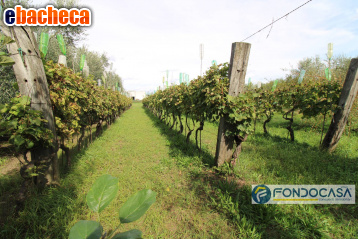 terreno agricolo in vendita a Calcinaia in zona Fornacette