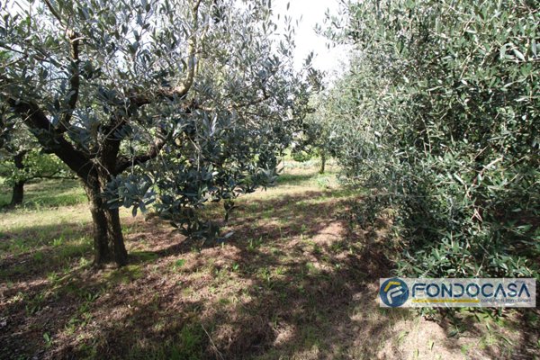 terreno agricolo in vendita a Calcinaia in zona Fornacette