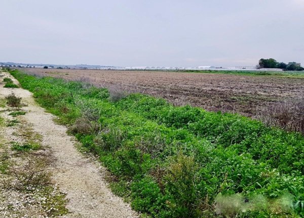 terreno agricolo in vendita a Calcinaia