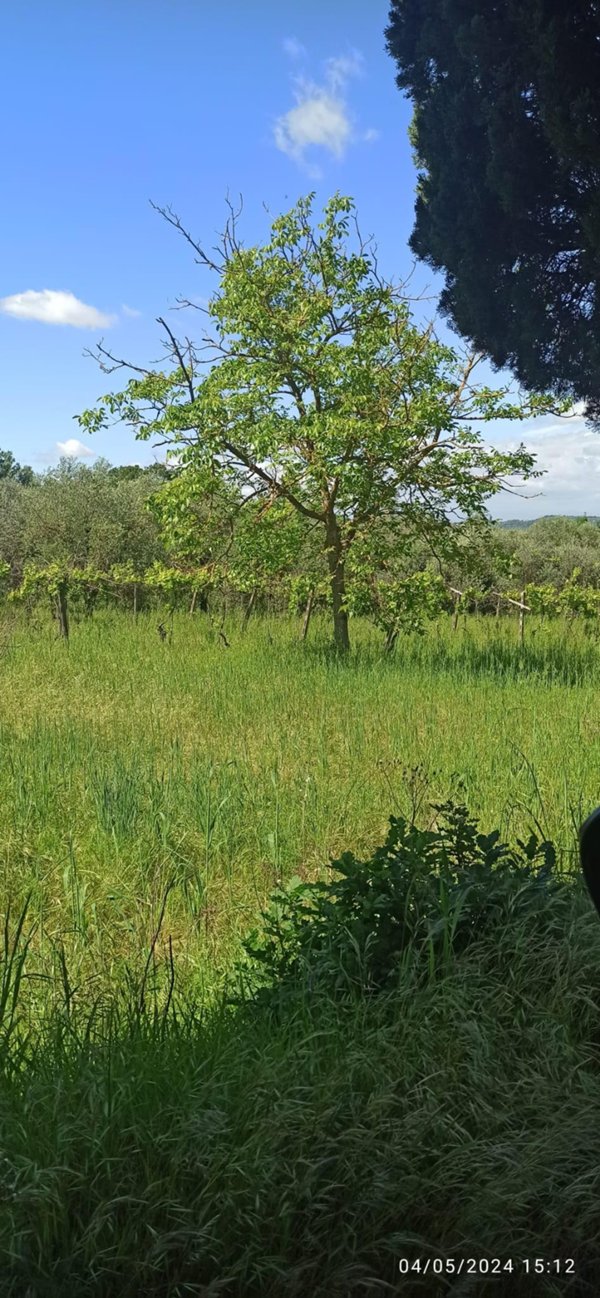 terreno agricolo in vendita a Capannoli