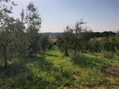 terreno agricolo in vendita a Capannoli