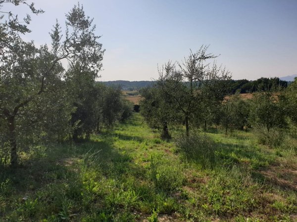terreno agricolo in vendita a Capannoli