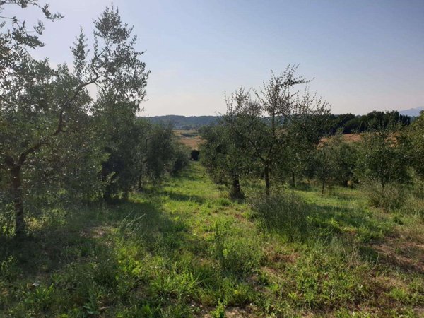 terreno agricolo in vendita a Capannoli