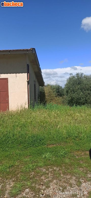 terreno agricolo in vendita a Capannoli