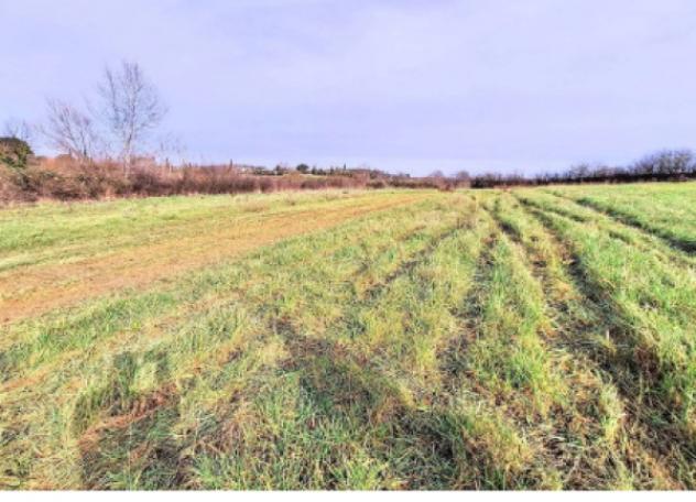 terreno agricolo in vendita a Capannoli