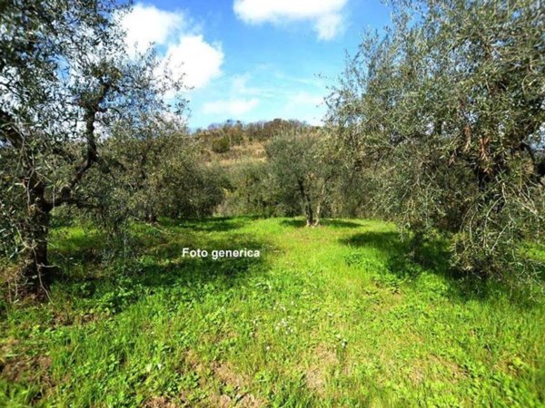 terreno agricolo in vendita a Capannoli
