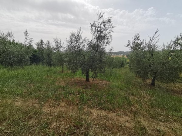 terreno agricolo in vendita a Capannoli