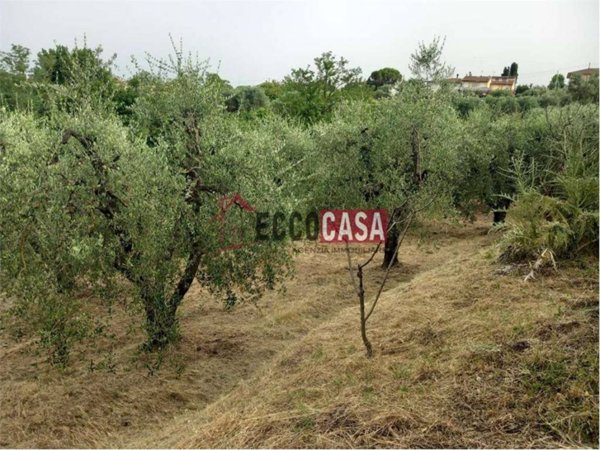 terreno agricolo in vendita a Capannoli
