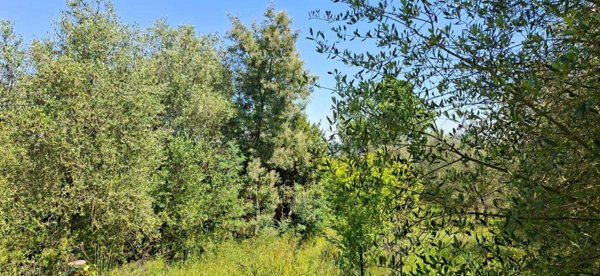 terreno agricolo in vendita a Capannoli