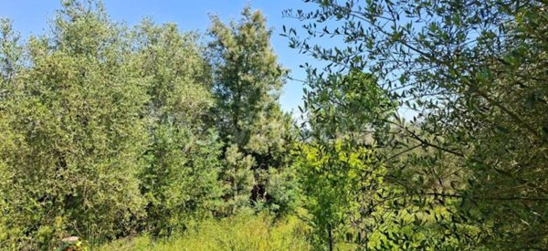 terreno agricolo in vendita a Capannoli