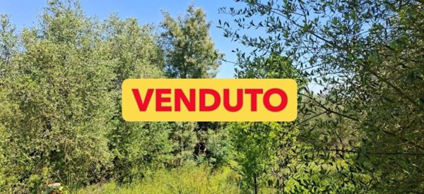 terreno agricolo in vendita a Capannoli