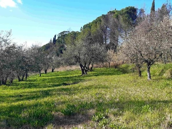 terreno agricolo in vendita a Capannoli