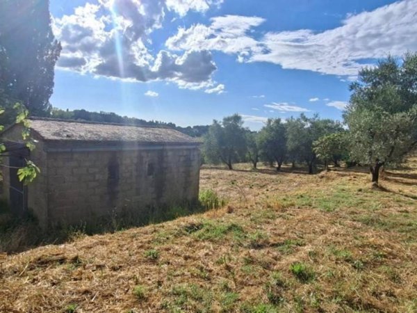 terreno agricolo in vendita a Capannoli