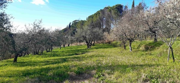terreno agricolo in vendita a Capannoli
