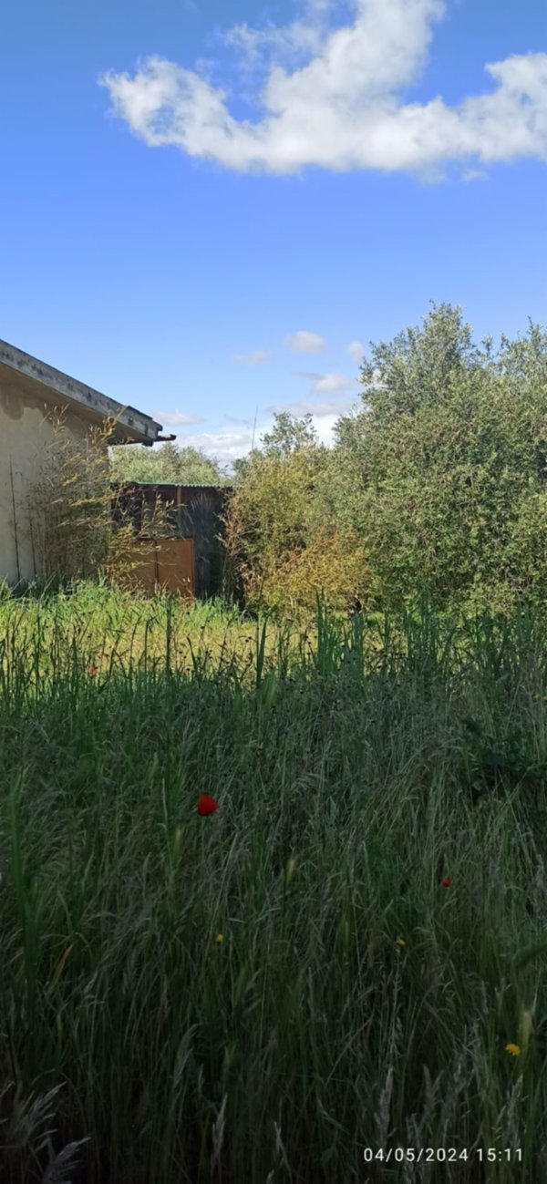 terreno agricolo in vendita a Capannoli