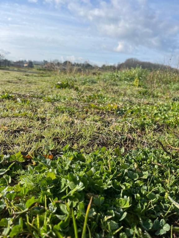terreno agricolo in vendita a Capannoli