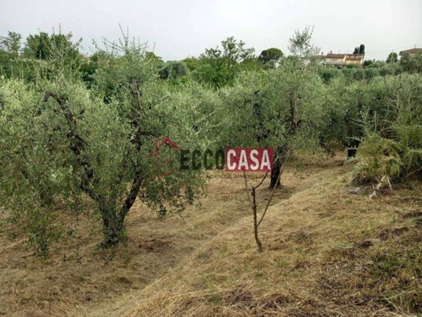 terreno agricolo in vendita a Capannoli