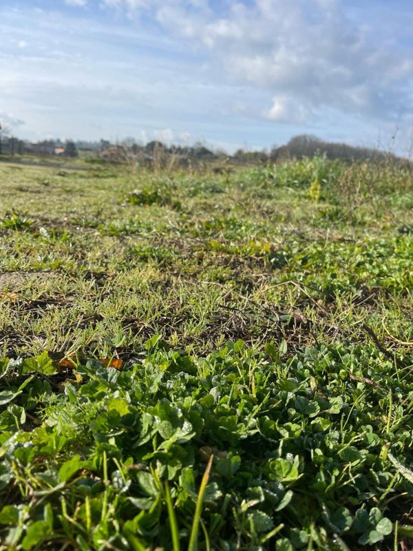terreno agricolo in vendita a Capannoli