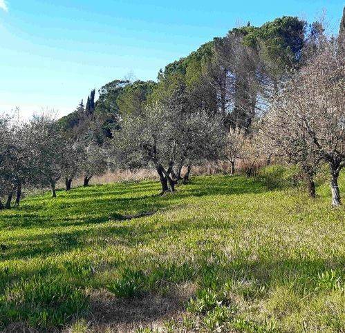 terreno agricolo in vendita a Capannoli