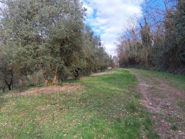 terreno agricolo in vendita a Capannoli